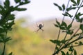 Spider araneae species on a web.