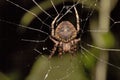 Spider, Araneidae, Belianchip, Tripura , India Royalty Free Stock Photo