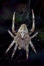 Spider Araneus Angulatus