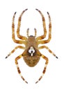 Spider Araneus angulatus female