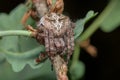 Spider - Araneus Angulatus Royalty Free Stock Photo