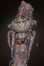 Spider - Araneus Angulatus