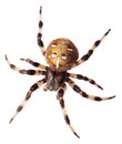 Spider Araneus diadematus Royalty Free Stock Photo