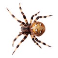 Spider Araneus diadematus Royalty Free Stock Photo