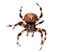 Spider Araneus diadematus Royalty Free Stock Photo
