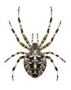 Spider Araneus diadematus