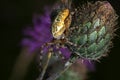 Spider Araneus marmoreus - close up Royalty Free Stock Photo