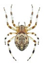 Spider Araneus marmoreus female Royalty Free Stock Photo