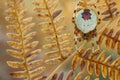 Spider Araneus marmoreus on old fern Royalty Free Stock Photo