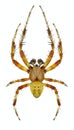 Spider Araneus quadratus male Royalty Free Stock Photo