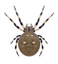 Spider Araneus quadratus Royalty Free Stock Photo