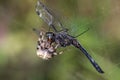 Spider eating dragonfly Royalty Free Stock Photo