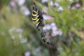 Spider Argiope bruennichi with its prey on the web