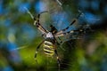 Spider Argiope bruennichi or Wasp-spider. Spider and his victim fly on the web. Closeup photo of Wasp spider. Royalty Free Stock Photo