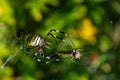 Spider Argiope bruennichi or Wasp-spider. Spider and his victim grasshopper on the web. Closeup photo of Wasp spider. Royalty Free Stock Photo