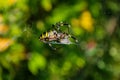 Spider Argiope bruennichi or Wasp-spider. Spider and his victim grasshopper on the web. Closeup photo of Wasp spider. Royalty Free Stock Photo