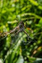 Spider Argiope bruennichi or Wasp-spider. Spider and his victim fly on the web. Closeup photo of Wasp spider. Royalty Free Stock Photo