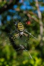 Spider Argiope bruennichi or Wasp-spider. Spider and his victim fly on the web. Closeup photo of Wasp spider. Royalty Free Stock Photo
