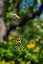 Spider Argiope bruennichi or Wasp-spider. Spider and his victim grasshopper on the web. Closeup photo of Wasp spider. Royalty Free Stock Photo