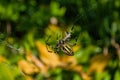 Spider Argiope bruennichi or Wasp-spider. Spider and his victim grasshopper on the web. Closeup photo of Wasp spider. Royalty Free Stock Photo