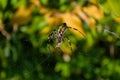 Spider Argiope bruennichi or Wasp-spider. Spider and his victim grasshopper on the web. Closeup photo of Wasp spider. Royalty Free Stock Photo