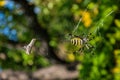 Spider Argiope bruennichi or Wasp-spider. Spider and his victim grasshopper on the web. Closeup photo of Wasp spider. Royalty Free Stock Photo