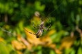 Spider Argiope bruennichi or Wasp-spider. Spider and his victim grasshopper on the web. Closeup photo of Wasp spider. Royalty Free Stock Photo