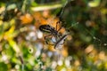 Spider Argiope bruennichi or Wasp-spider. Spider and his victims grasshoppers on the web. Closeup photo of Wasp spider. Royalty Free Stock Photo