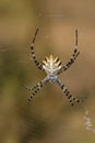 Spider (Argiope lobata)