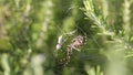 Spider Argiope lobata caught the butterfly and eats it, part 2. Spider waits the butterfly death and wiggles its pedipalps