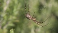 Spider Argiope lobata sits in center of the spiderweb and moves pedipalps