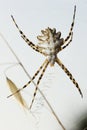 Spider argiope lobed Royalty Free Stock Photo