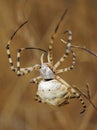 Spider argiope lobed