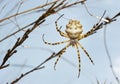 Spider argiope lobed Royalty Free Stock Photo