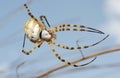Spider argiope lobed Royalty Free Stock Photo