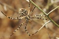 Spider argiope lobed Royalty Free Stock Photo