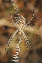 Spider argiope lobed on the web Royalty Free Stock Photo