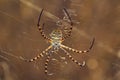 Spider, Argiope trifasciata Royalty Free Stock Photo