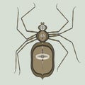 Spider art is a vector illustration of a dangerous insect.