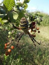 Big Banded Garden spider wasp spider. Royalty Free Stock Photo