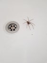 Spider bath plug scream scary Royalty Free Stock Photo