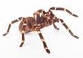 Spider attack Royalty Free Stock Photo