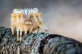 Spider in attack waiting to prey Royalty Free Stock Photo