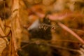 Spider in Autumn forest Royalty Free Stock Photo