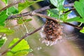 Spider and babies Royalty Free Stock Photo