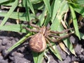 spider in the back garden Royalty Free Stock Photo