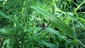 a spider on a background of green wild grass Royalty Free Stock Photo