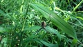 a spider on a background of green wild grass Royalty Free Stock Photo