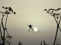 Spider backlit at sunrise Royalty Free Stock Photo