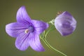 Spider on balloon flower Royalty Free Stock Photo